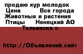 продаю кур молодок. › Цена ­ 320 - Все города Животные и растения » Птицы   . Ненецкий АО,Тельвиска с.